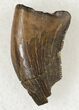 Small Tyrannosaur or Large Raptor Tooth - Judith River #20368-1